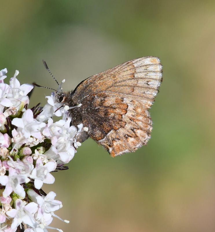 Western Pine Elfin: Callophrys eryphon