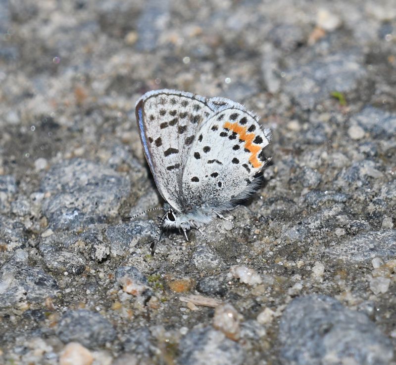 Cascadia Blue: Euphilotes heracleoides