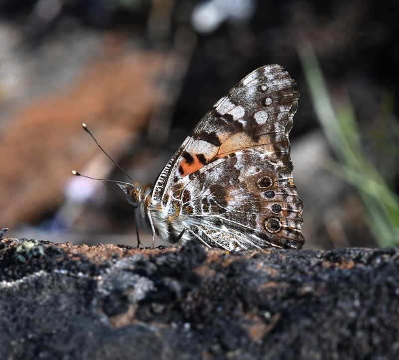 Painted Lady: Vanessa cardui