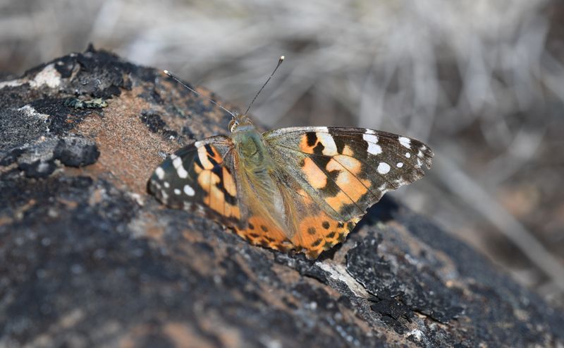 Painted Lady: Vanessa cardui