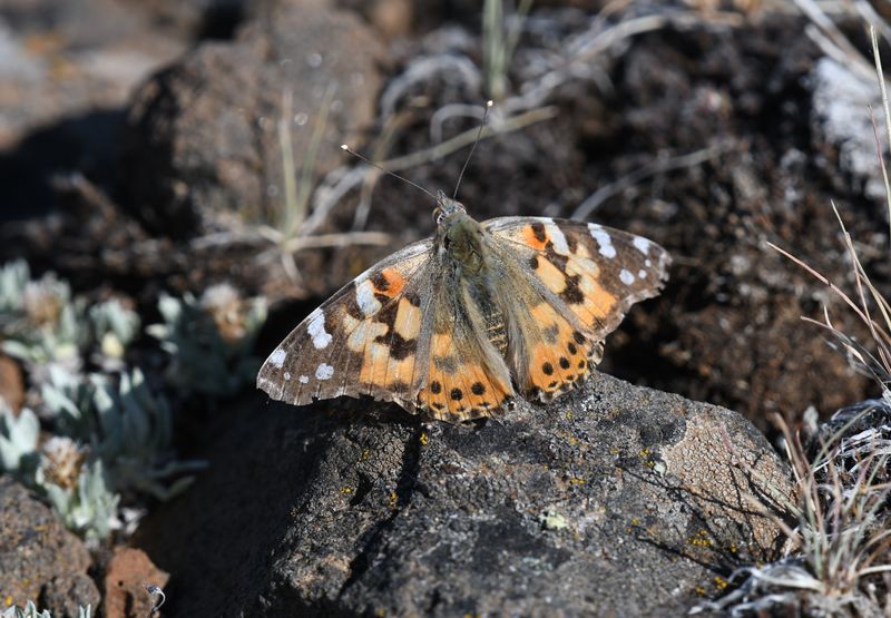Painted Lady: Vanessa cardui