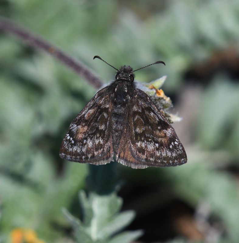 Pacuvius Duskywing: Erynnis pacuvius