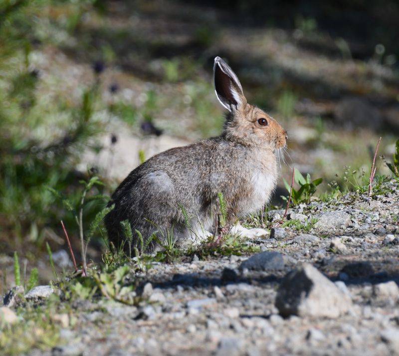 Snowshoe Hare