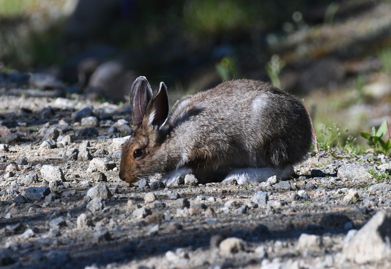 Snowshoe Hare