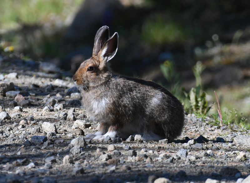 Snowshoe Hare
