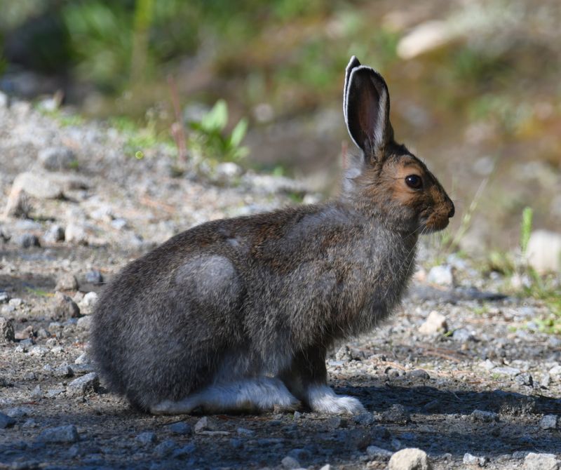 Snowshoe Hare