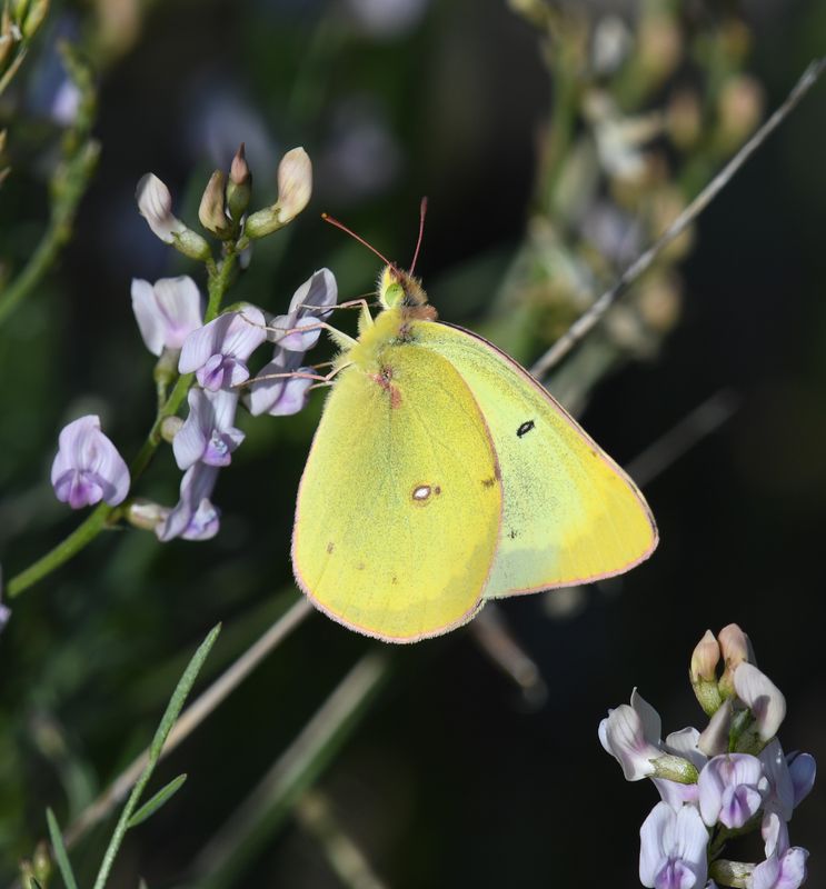 Eriphyle's Sulphur