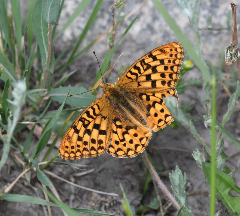 Zerene Fritillary: Speyeria zerene