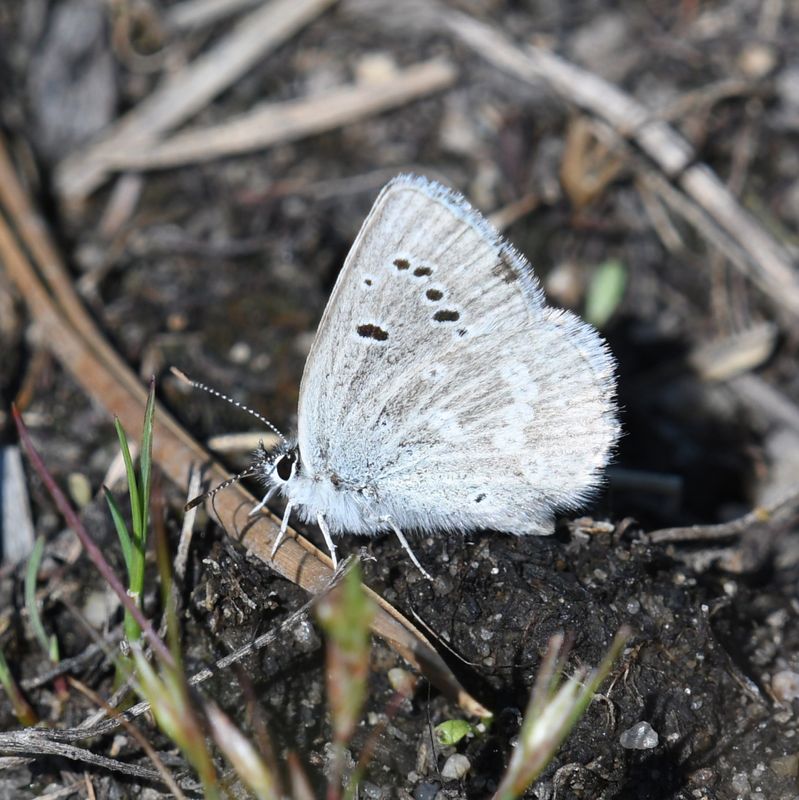 Boisduval's Blue: Icaricia icarioides