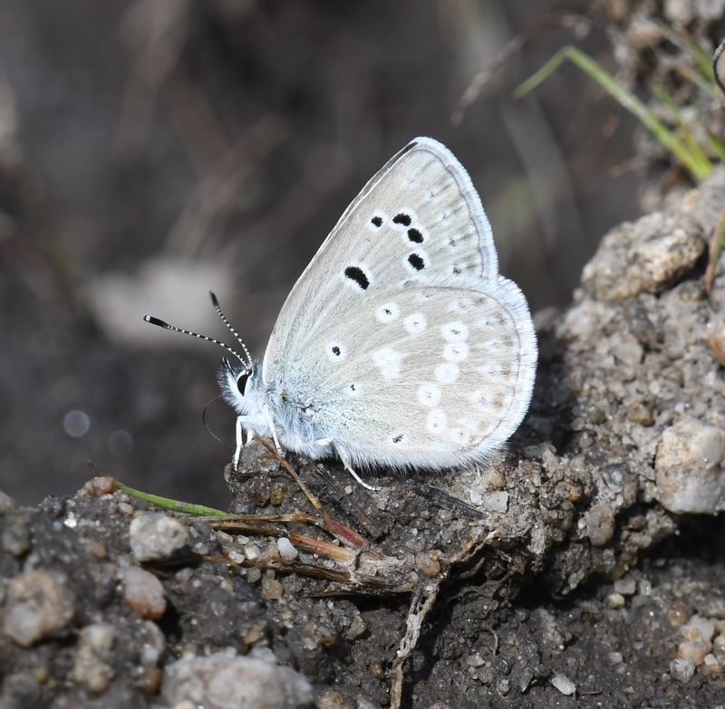 Boisduval's Blue: Icaricia icarioides