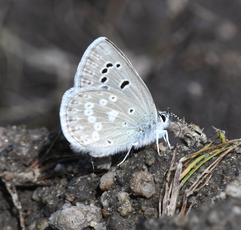 Boisduval's Blue: Icaricia icarioides