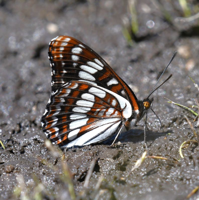 Lorquin's Admiral: Limenitis lorquini