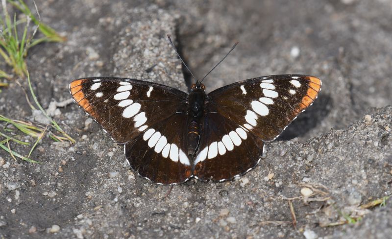 Lorquin's Admiral: Limenitis lorquini