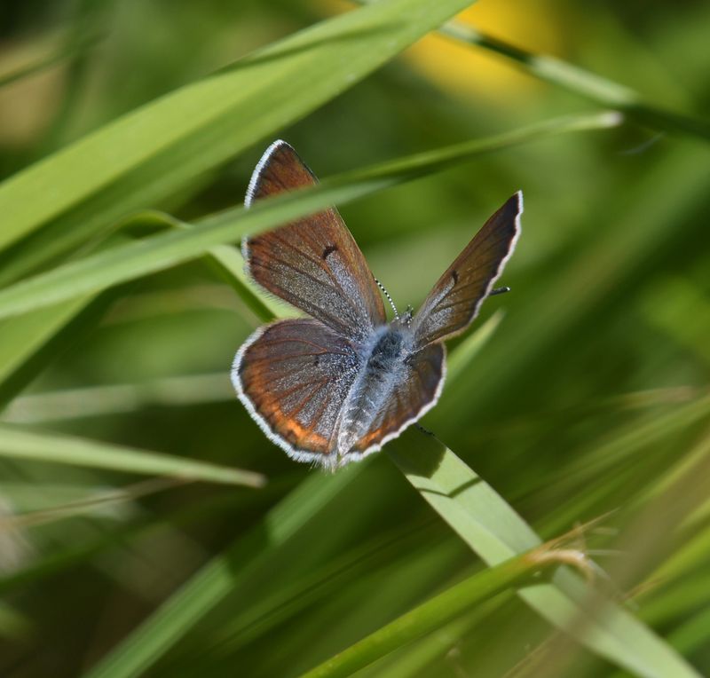 Greenish Blue: Icaricia saepiolus