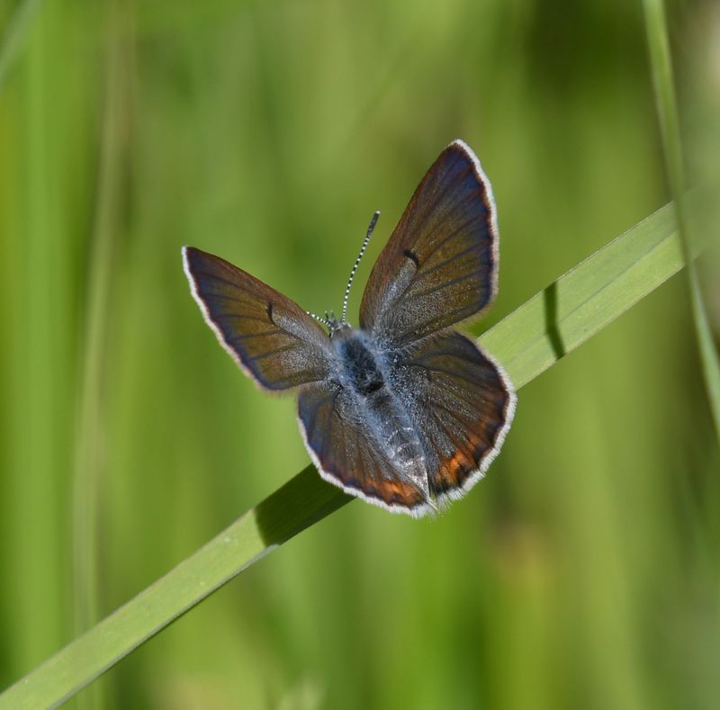 Greenish Blue: Icaricia saepiolus
