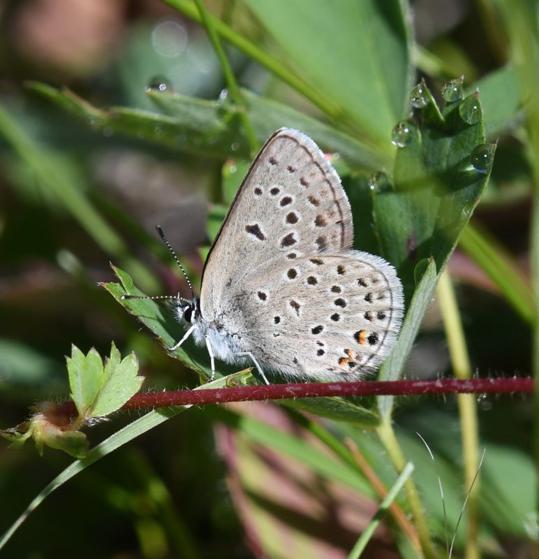 Greenish Blue: Icaricia saepiolus
