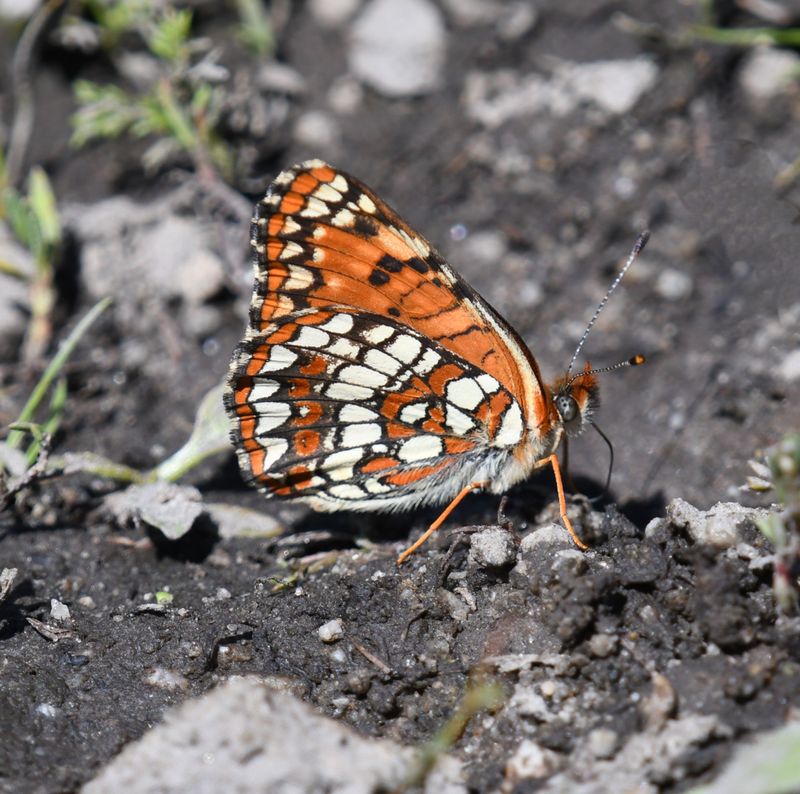 Northern Checkerspot: Chlosyne palla