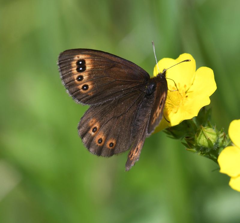 Butler's Alpine: Erebia epipsodea