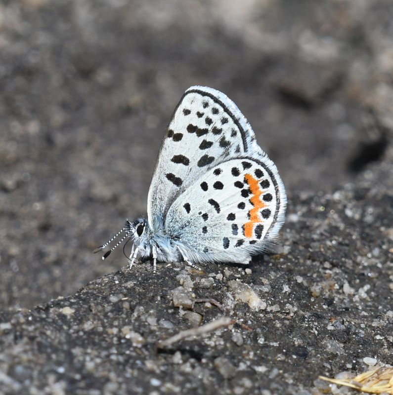 Cascadia Blue: Euphilotes heracleoides