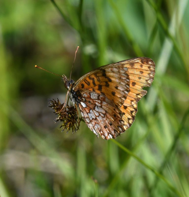 Silver-bordered Fritillary: Boloria myrina