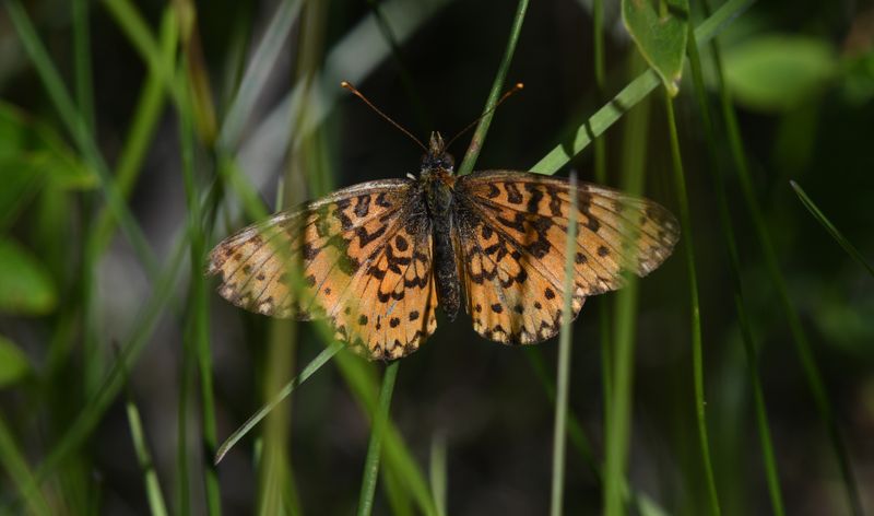 Silver-bordered Fritillary: Boloria myrina