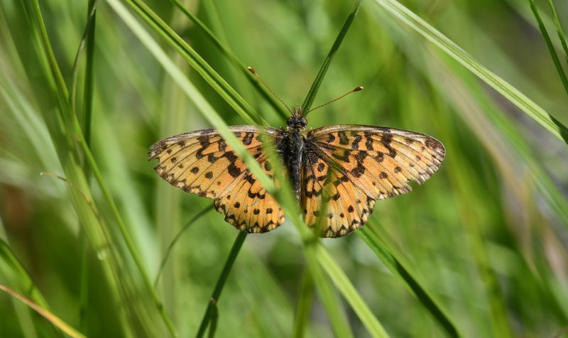 Silver-bordered Fritillary: Boloria myrina