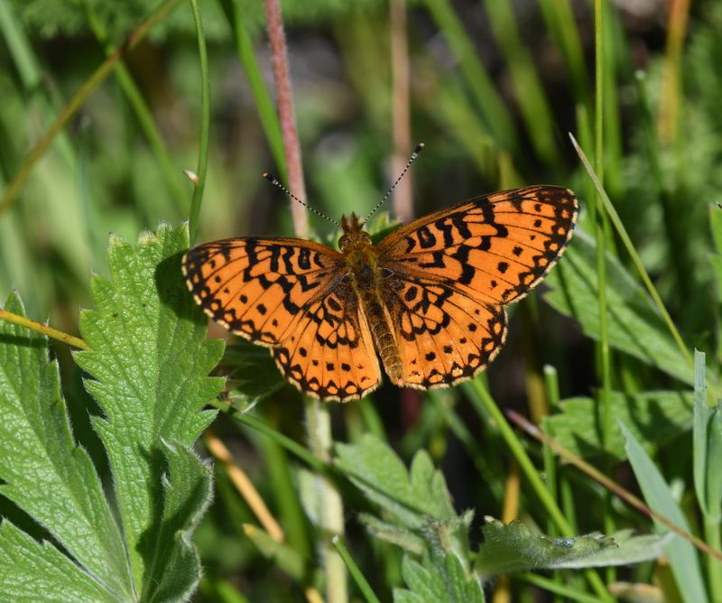 Silver-bordered Fritillary: Boloria myrina