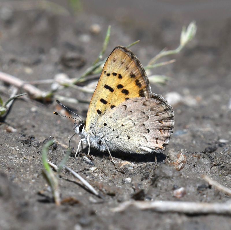 Mariposa Copper: Lycaena mariposa
