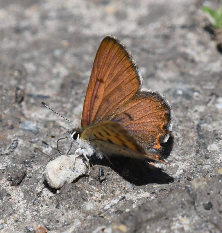 Lilac-bordered Copper: Lycaena nivalis