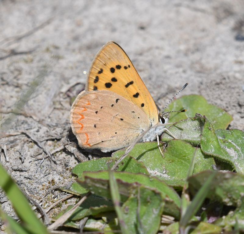 Purplish Copper: Lycaena helloides