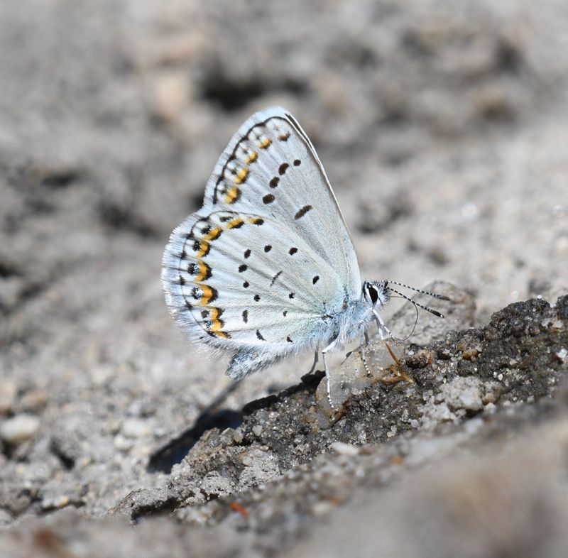 Northern Blue: Plebejus idas