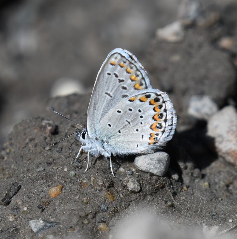 Northern Blue: Plebejus idas