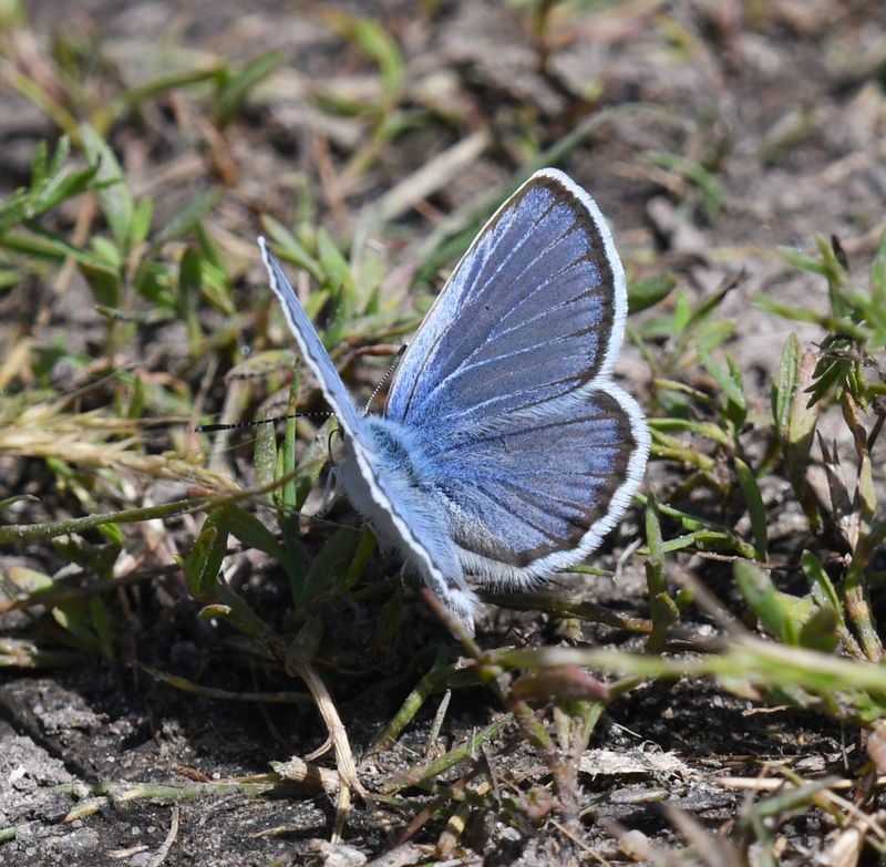Northern Blue: Plebejus idas