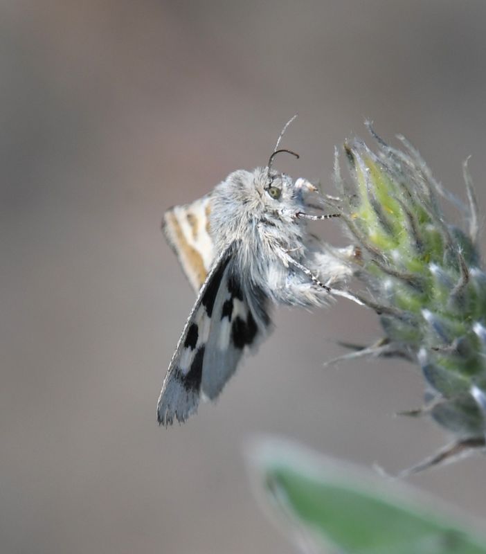 Schinia suetus