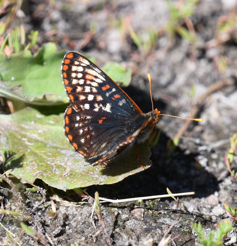 Anicia Checkerspot: Euphydryas anicia