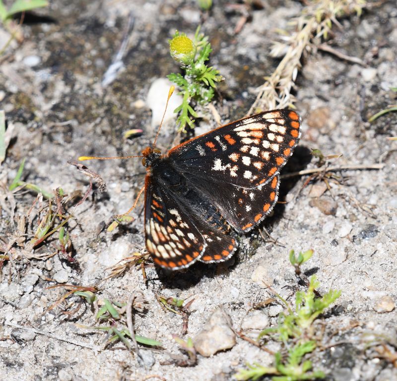 Anicia Checkerspot: Euphydryas anicia