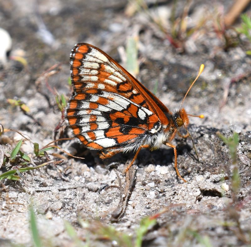 FOLDER: Checkerspot, Anicia -aberannt-