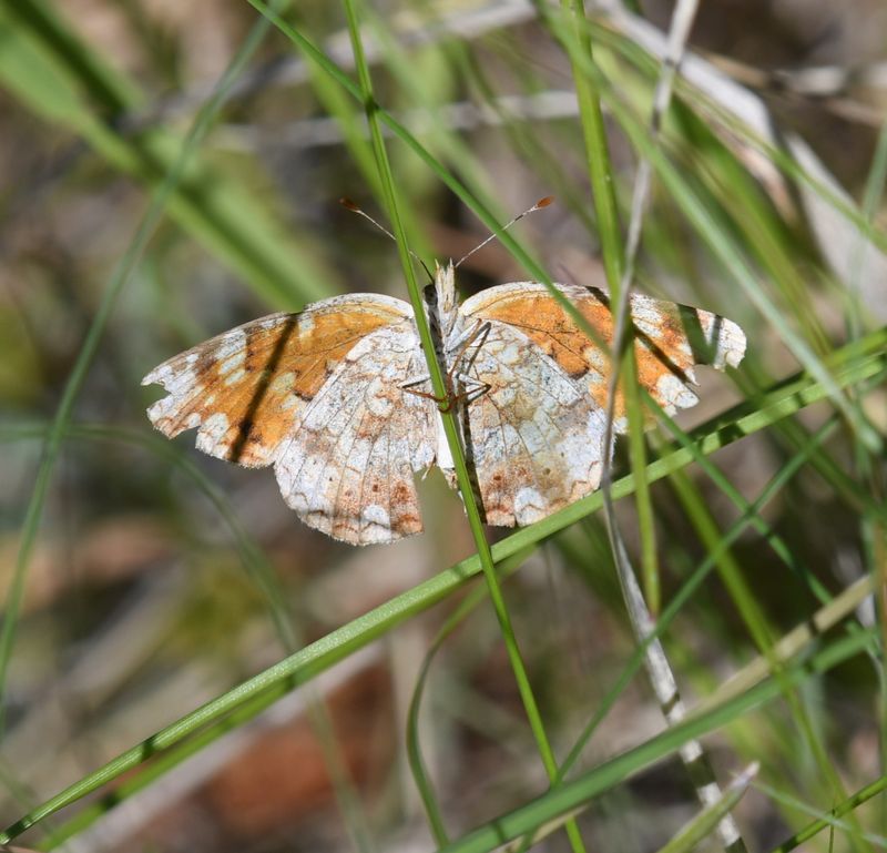 Field Crescent: Phyciodes pulchella