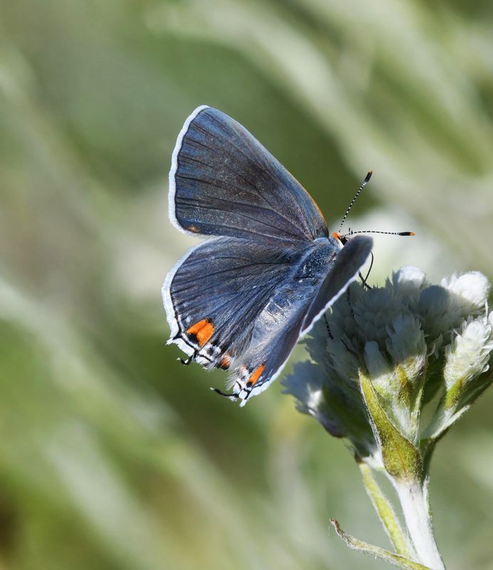 Gray Hairstreak: Strymon melinus