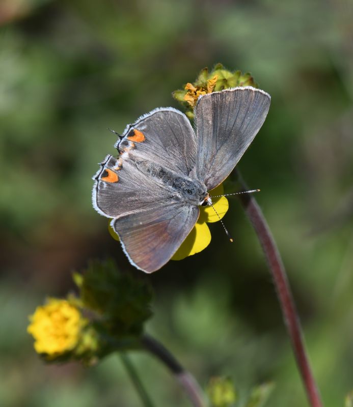 Gray Hairstreak: Strymon melinus
