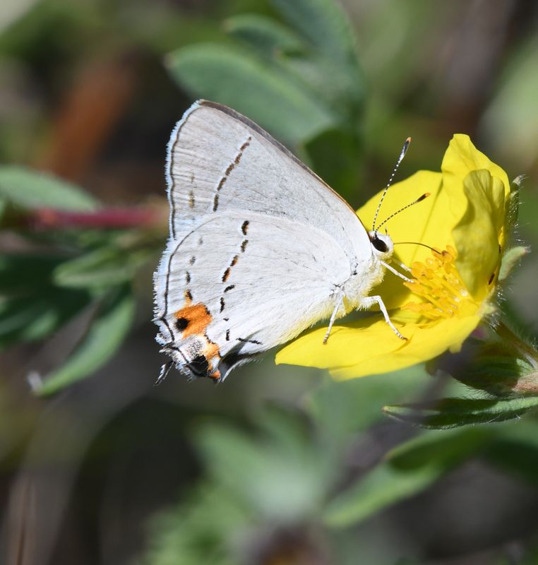 Gray Hairstreak: Strymon melinus