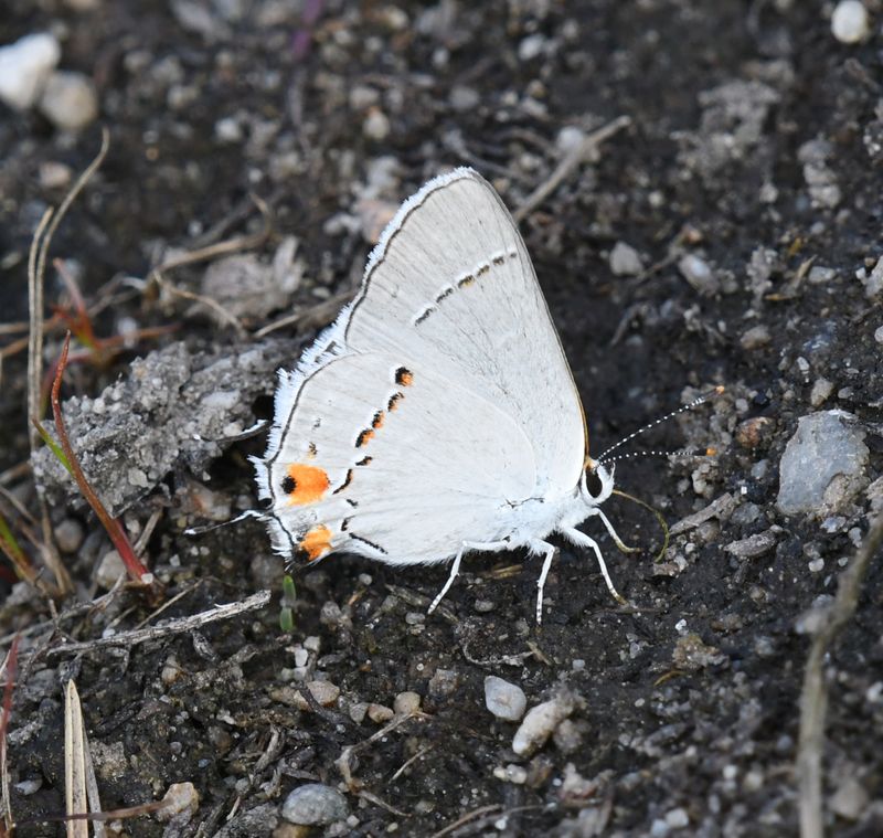Gray Hairstreak: Strymon melinus
