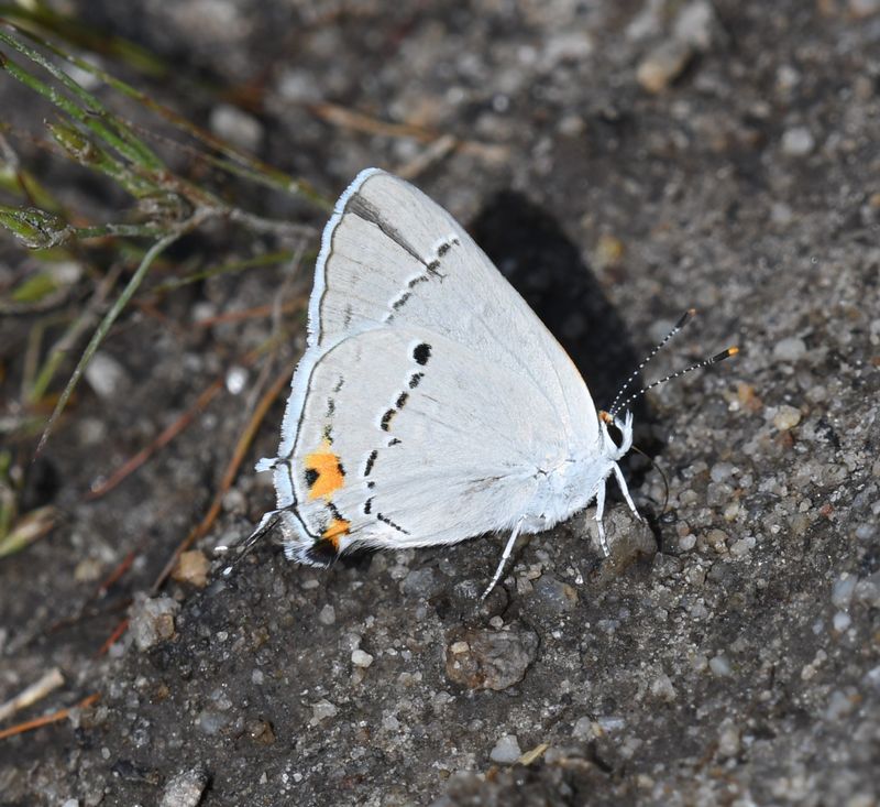 Gray Hairstreak: Strymon melinus