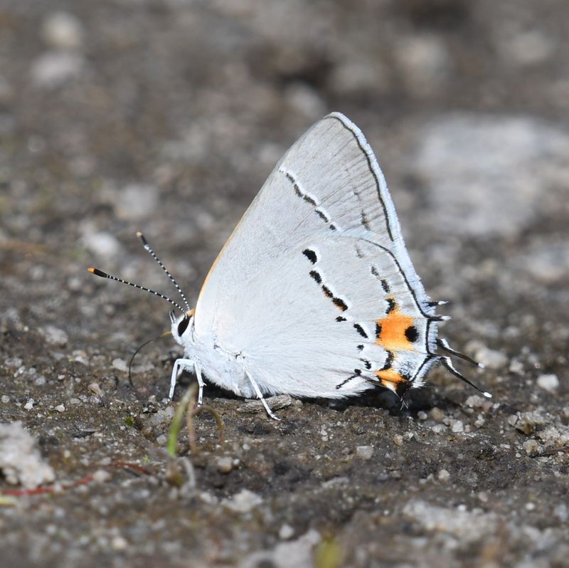 Gray Hairstreak: Strymon melinus