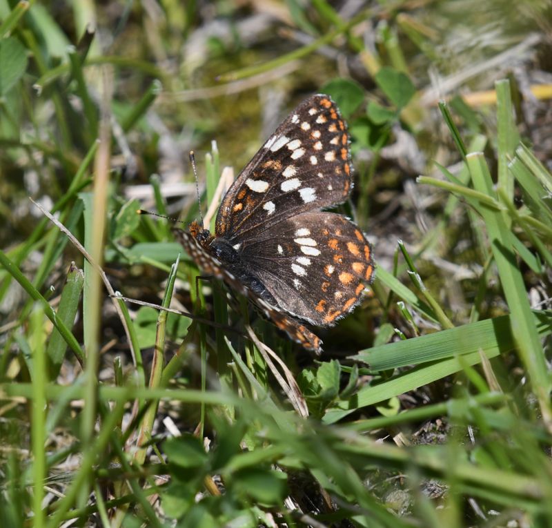 Northern Checkerspot: Chlosyne palla