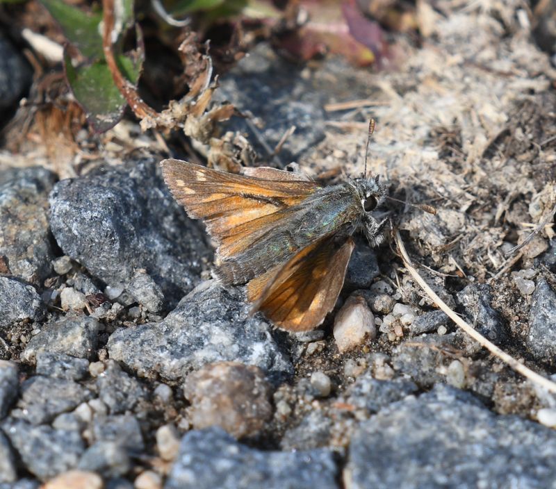 Nevada Skipper: Hesperia nevada
