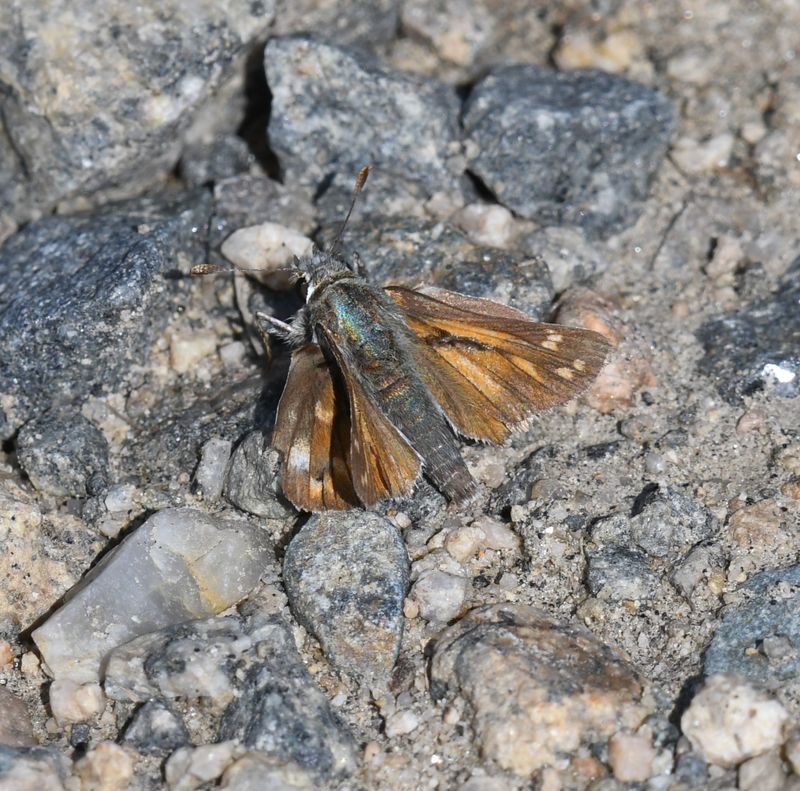 Nevada Skipper: Hesperia nevada