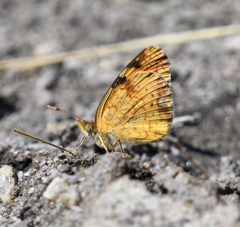 Northern Crescent: Phyciodes cocyta