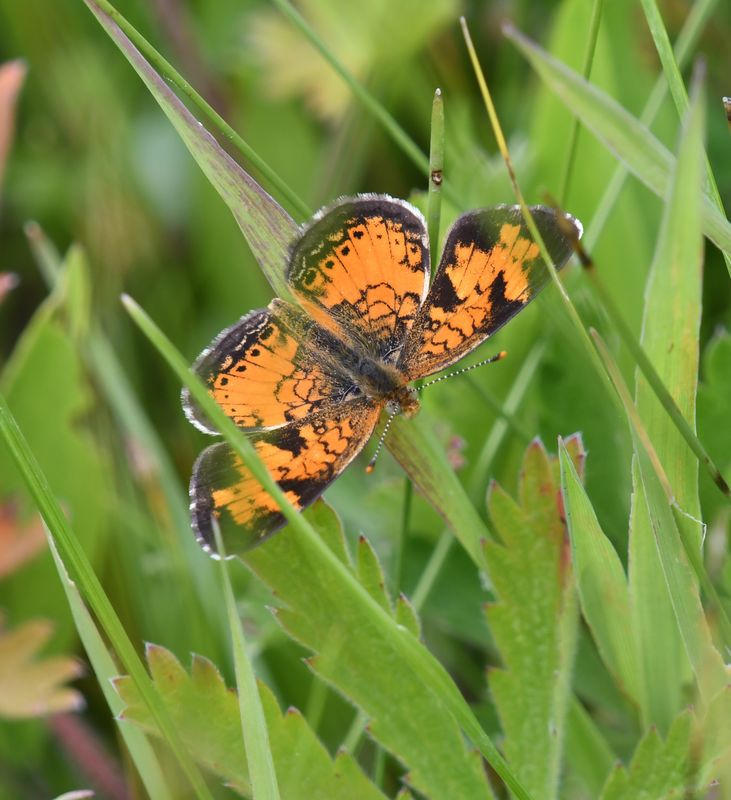 Northern Crescent: Phyciodes cocyta