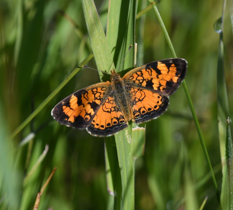 Northern Crescent: Phyciodes cocyta